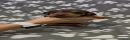 Miniature Dachshund dogs for sale:  Miniature Dachshund Puppies - Advert 30
