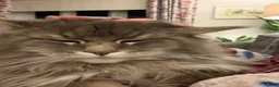 Maine Coon cats for sale: Purebred Maine Coon Kittens.Blue,Black Smoke,Tabby - Advert 11