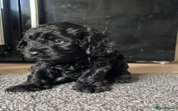 Cavapoo dogs for sale: Gorgeous F1 cavapoo pups (1 remaining) - Image 5