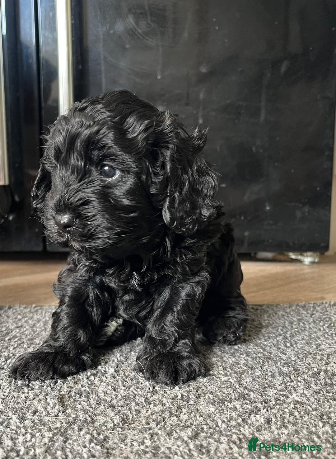 Cavapoo dogs for sale: Gorgeous F1 cavapoo pups (1 remaining) - Image 5