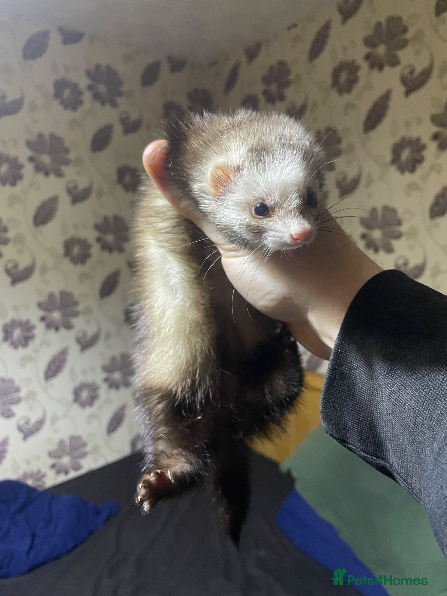 Ferret rodents for sale: Micro Hob Ferret - Advert 4