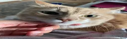Mixed Breed cats for sale: Coco and kiwi  - Advert 19