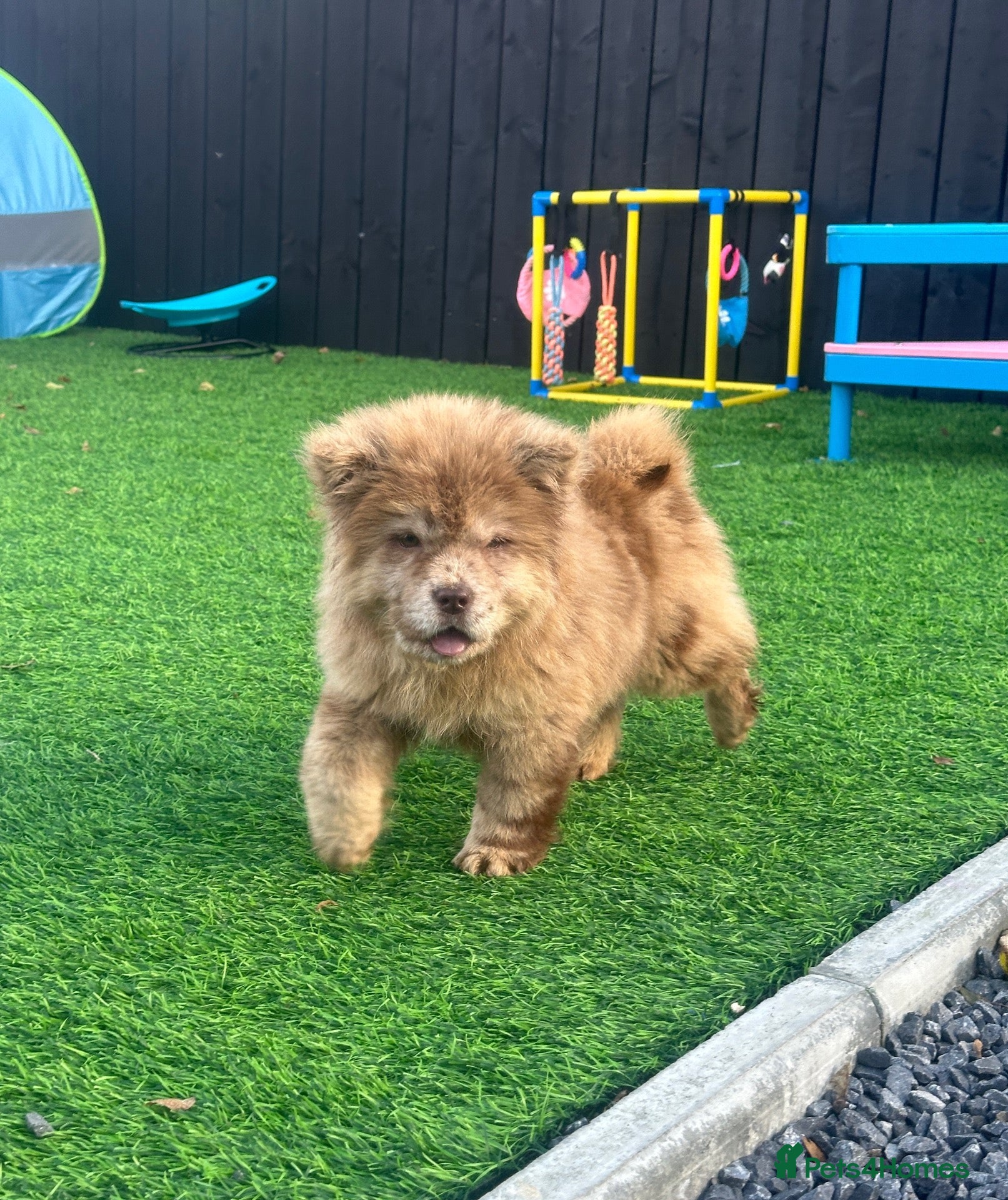 Chow Chow dogs for sale: Stunning exotic colour chowski puppies for sale  - Advert 2