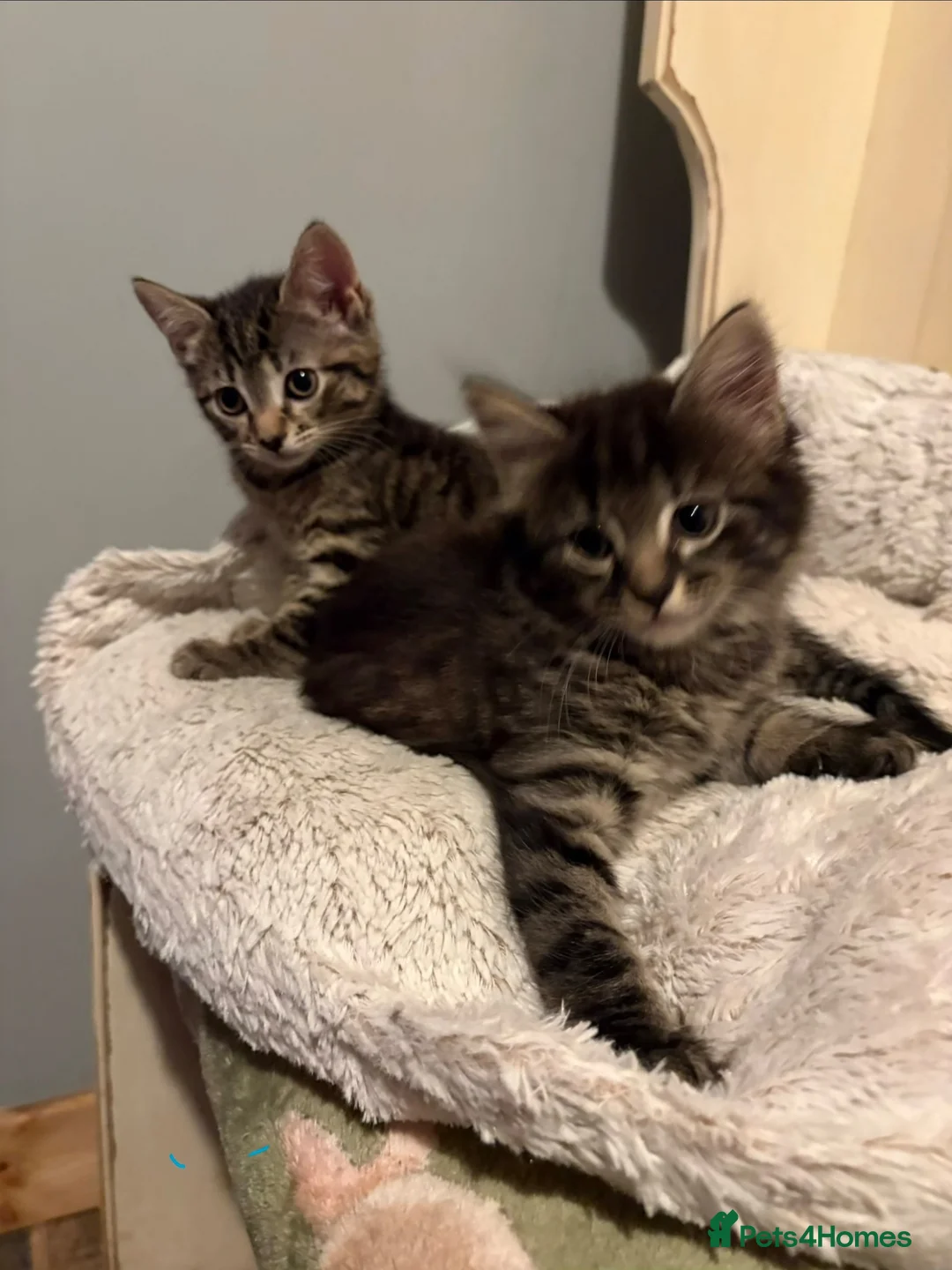 Mixed Breed cats for sale: Tabby kittens available from 17th july - Advert 12