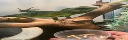 Lizard reptiles for sale: Chinese water dragon  in Cardiff - Advert 3