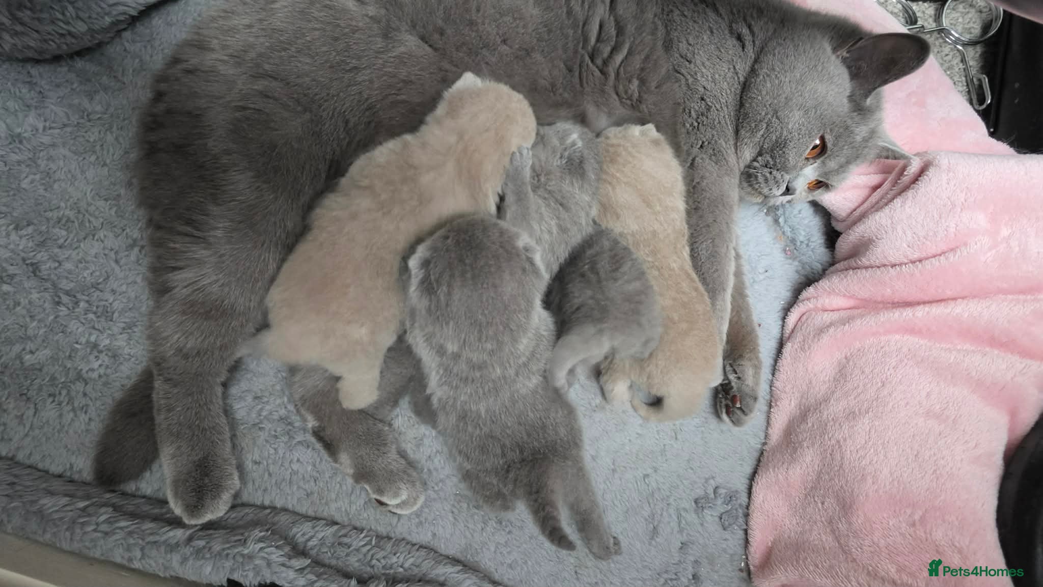 British Shorthair cats GCCF Reg British Shorthair Kittens - Advert 14