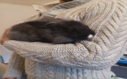 Mini Lion Lop rabbits for sale: Mini lop X mini lion head  - Image 9