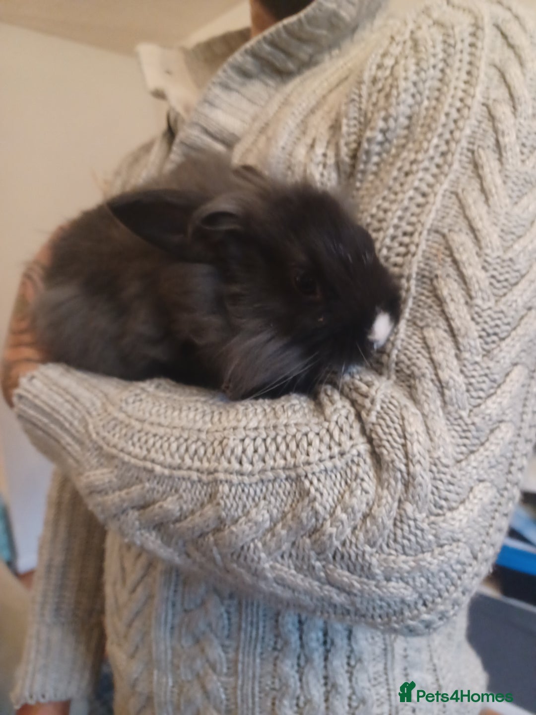 Mini Lion Lop rabbits for sale: Mini lop X mini lion head  - Image 9