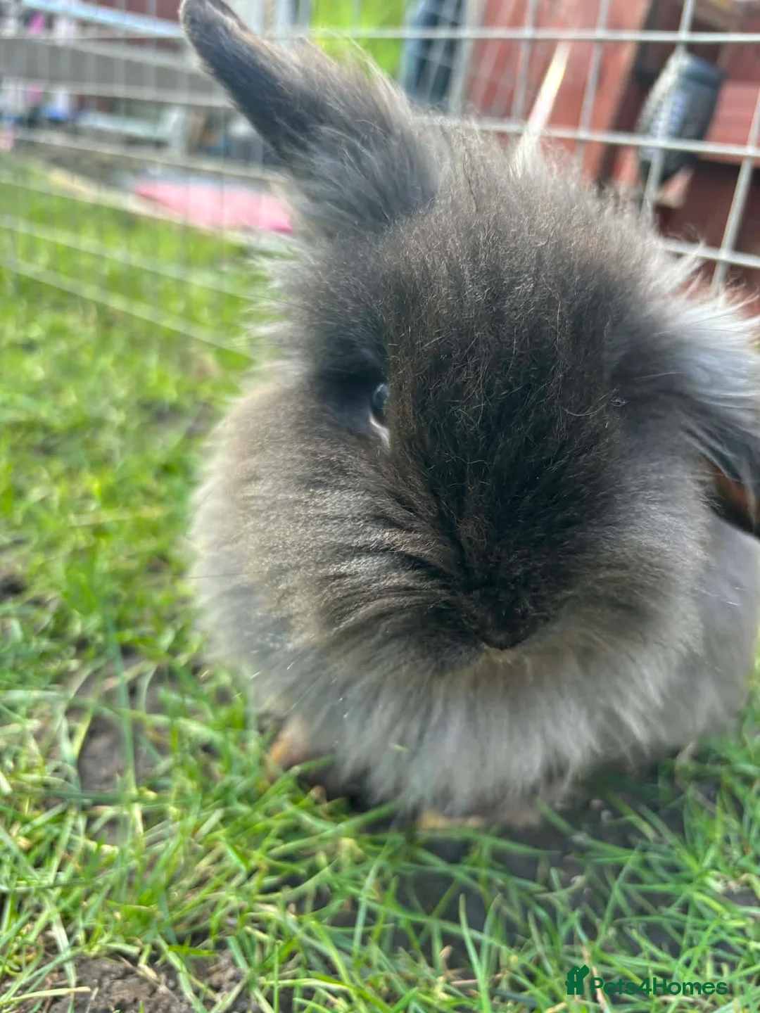 Lionhead rabbits for sale: Male Lionhead - Advert 1