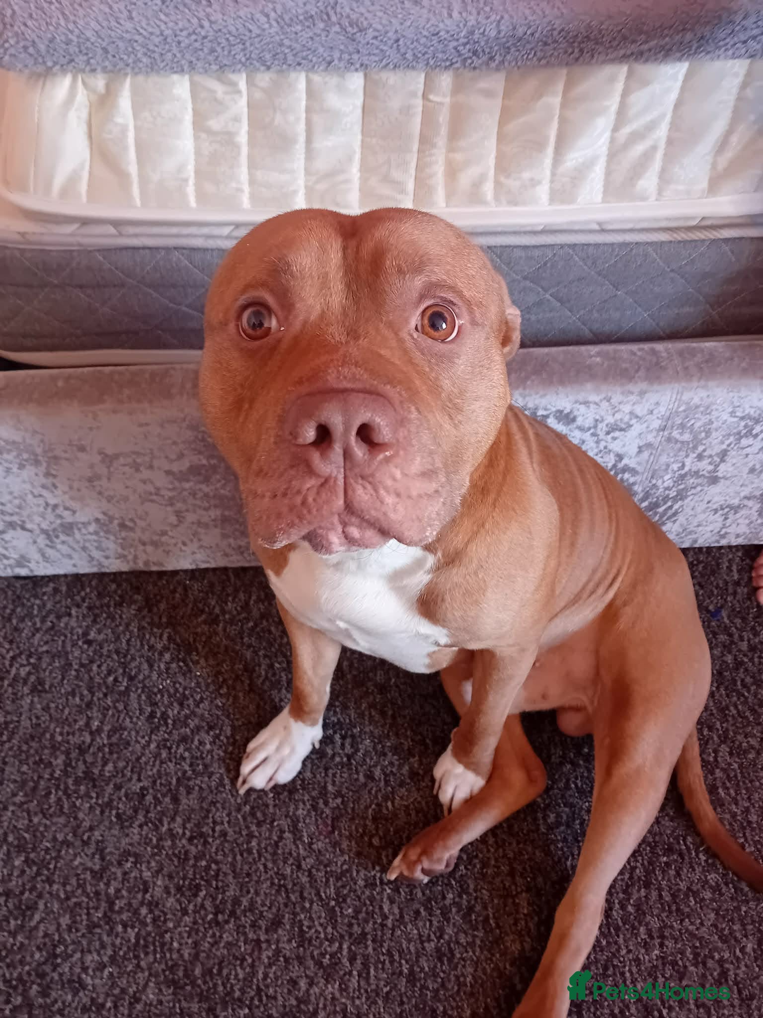Mixed Breed dogs Tyson - Advert 6