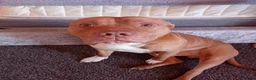 Mixed Breed dogs for sale: Tyson in Plymouth - Advert 1