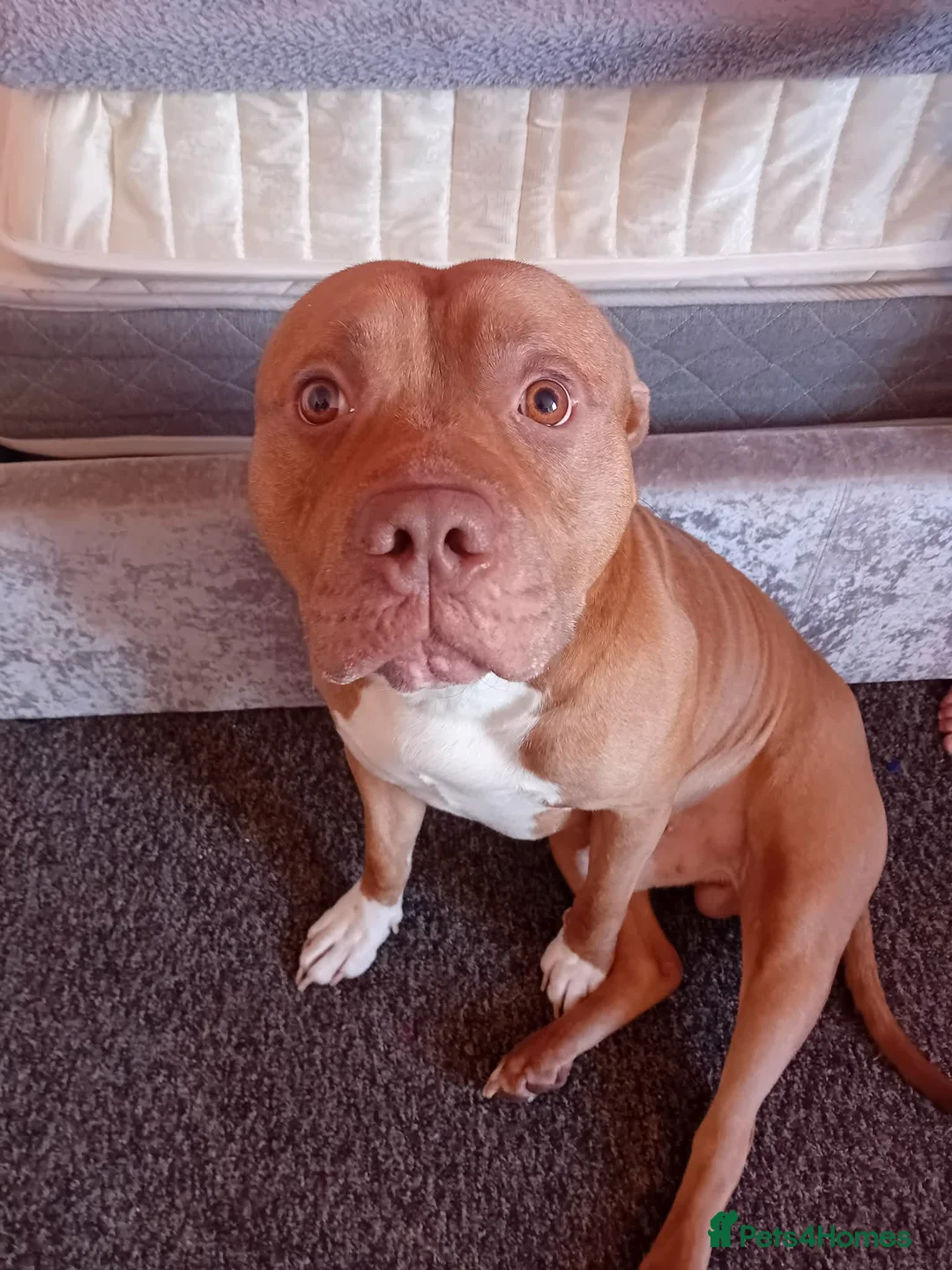 Mixed Breed dogs for sale: Tyson in Plymouth - Advert 1