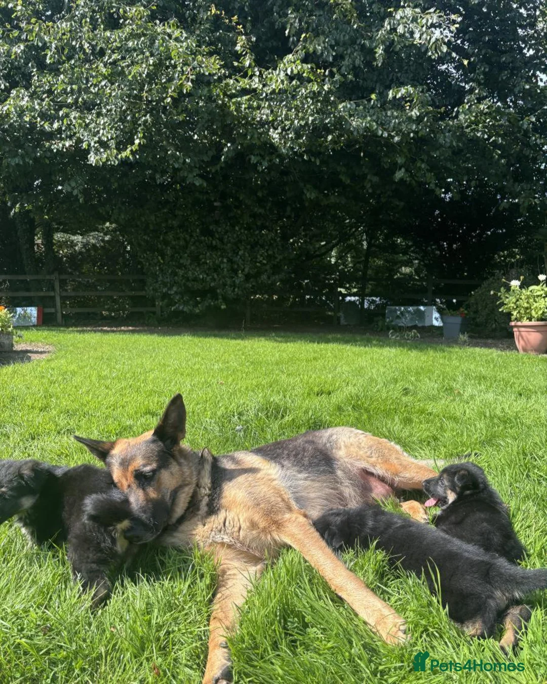 German Shepherd dogs for sale: Four standout female German Shepherd puppies in Redcar - Advert 2