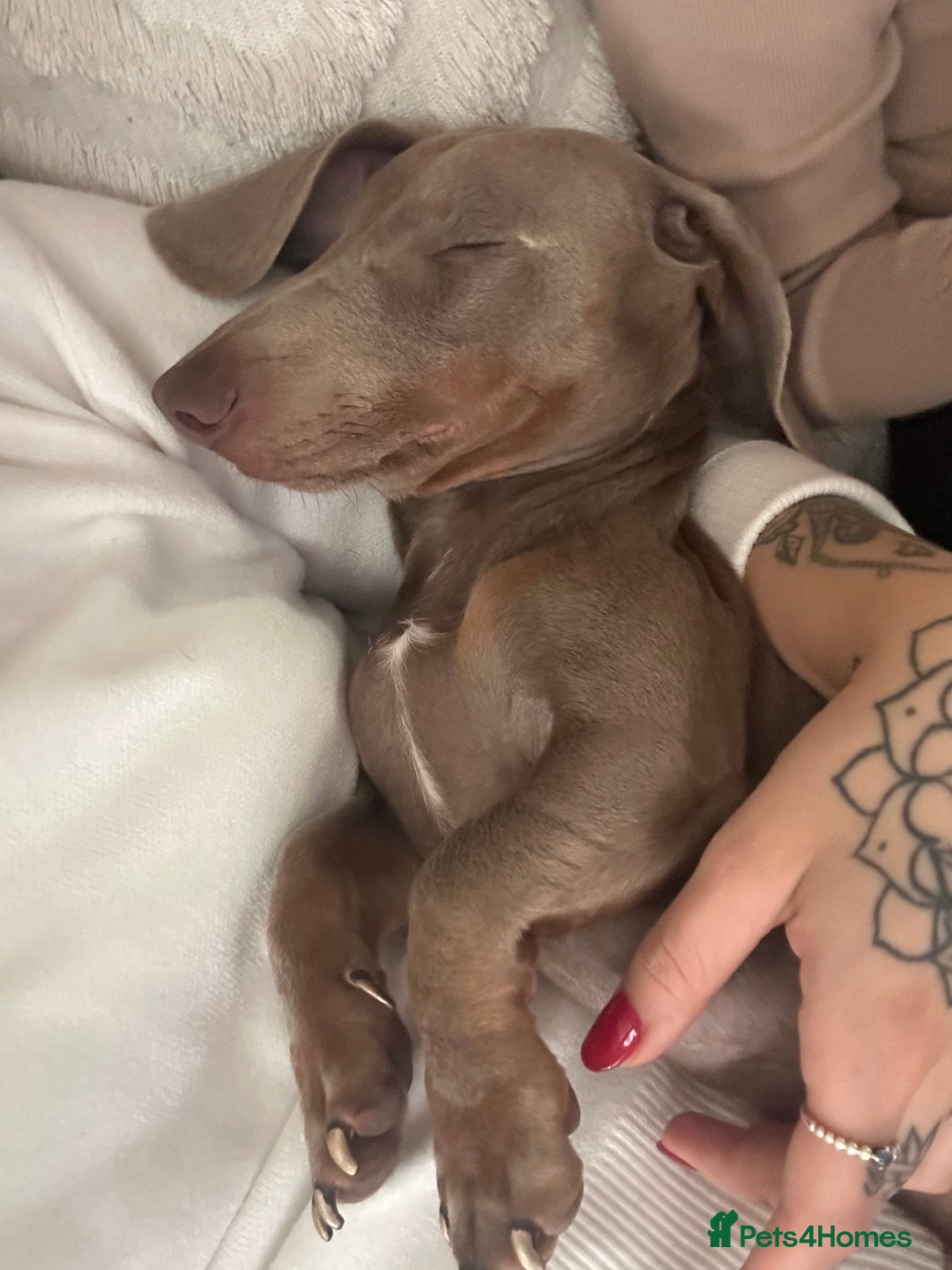 Dachshund dogs for sale: Isabella Tan Miniature Dachshund  - Advert 5