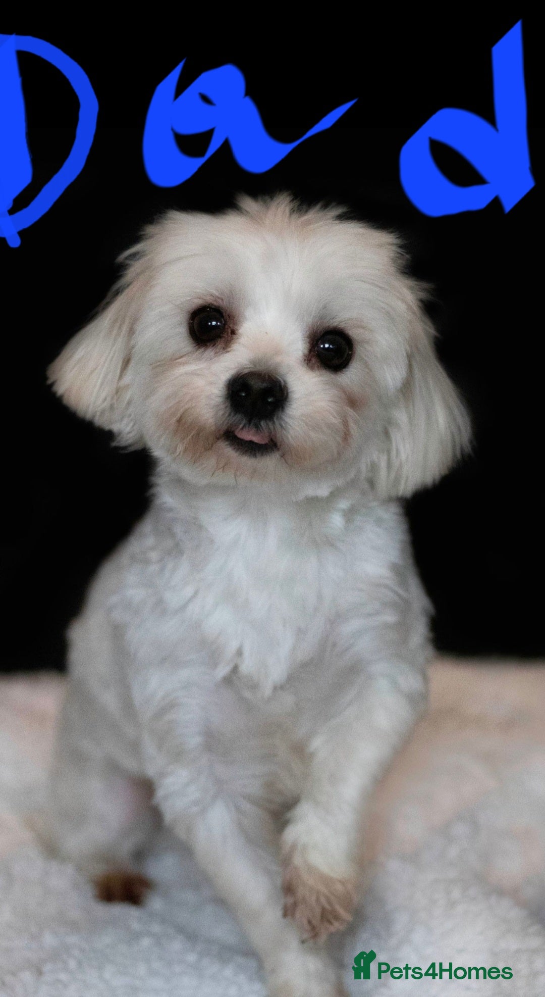 Maltipoo dogs for sale: Toy maltipoo puppies  - Advert 6