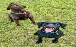 Labradoodle dogs for sale: Oscar - Labradoodle - Image 4