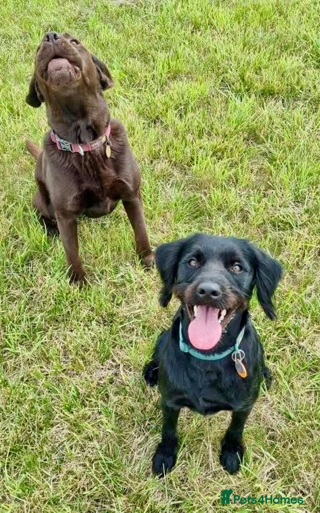 Labradoodle dogs for sale: Oscar - Labradoodle - Image 4