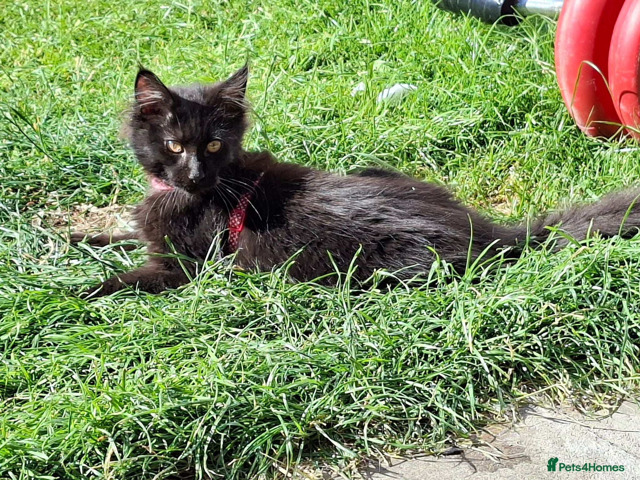 Maine Coon cats Pedigree Maine Coon boy in Manchester  - Advert 2