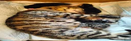 Mixed Breed cats for sale: Half Bengal kittens - Advert 6