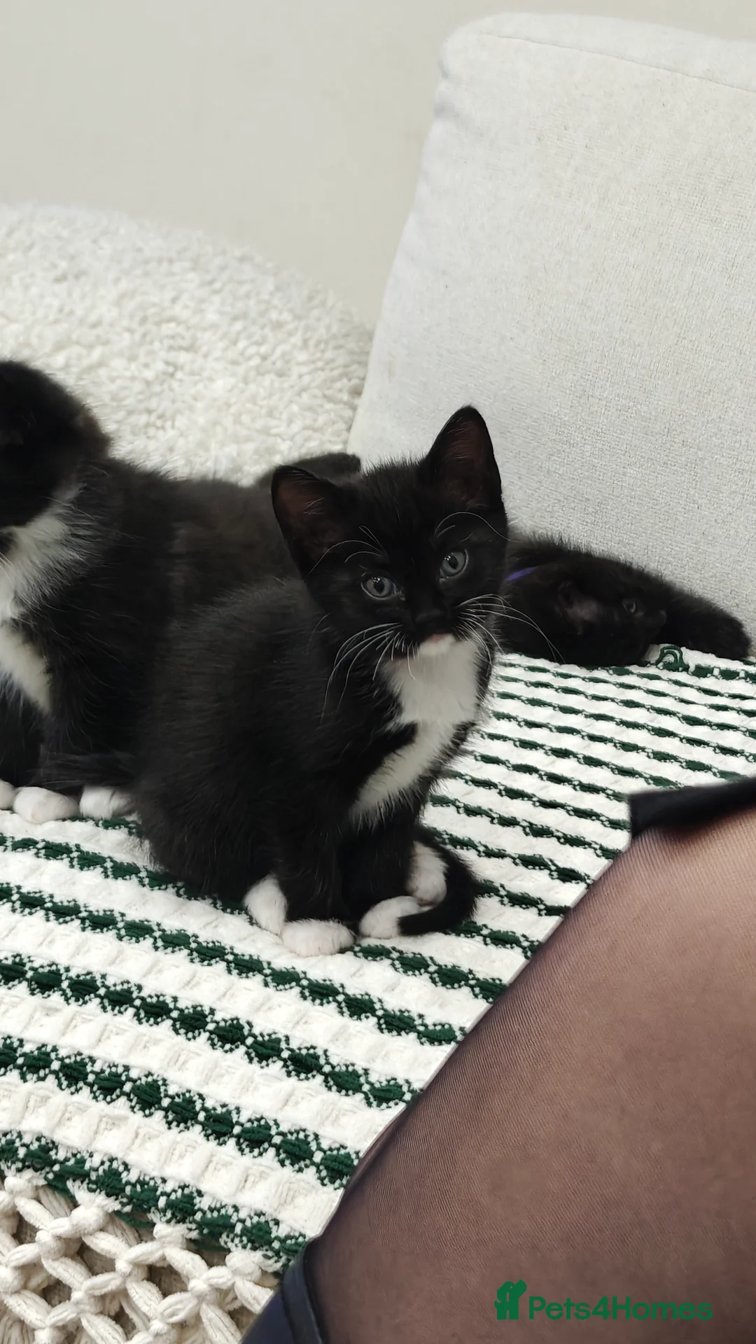 Ragdoll cats for sale: Ragdoll mix  - Advert 23