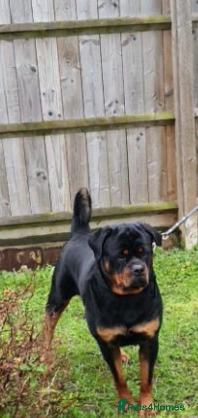 Rottweiler dogs Rotweiler - Advert 16