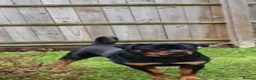 Rottweiler dogs for sale: Rotweiler - Advert 1