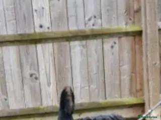 Rottweiler dogs Rotweiler - Advert 3