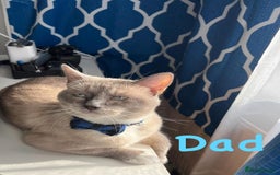 Ragdoll cats for sale: Adorable kittens ( Ragdoll cross) - Image 14
