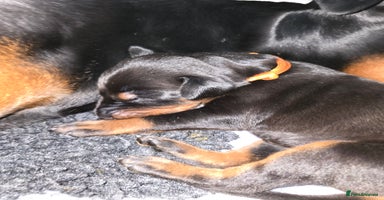 Dobermann dogs - Advert 8