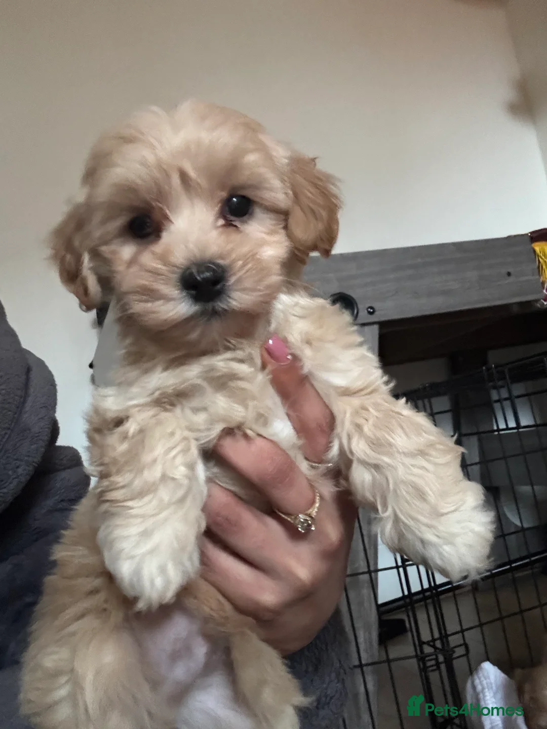 Mixed Breed dogs for sale: 4 beautiful cavapoochon puppies ready  - Advert 2