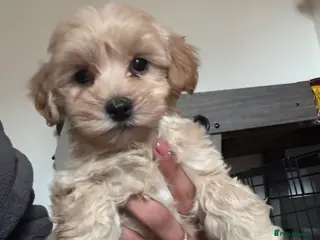 Mixed Breed dogs 4 beautiful cavapoochon puppies ready - Advert 4