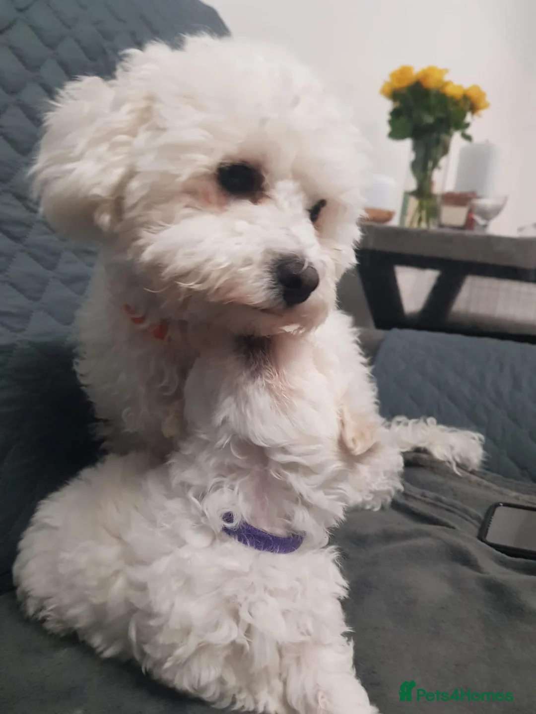 Bichon Frise dogs for sale: Small litter Male Bichon Frise puppy! in Stoke-on-Trent - Advert 2