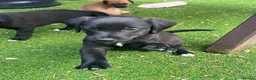 Mixed Breed dogs for sale: Beautiful F1 Bedlington Whippet  in Bradford - Advert 35