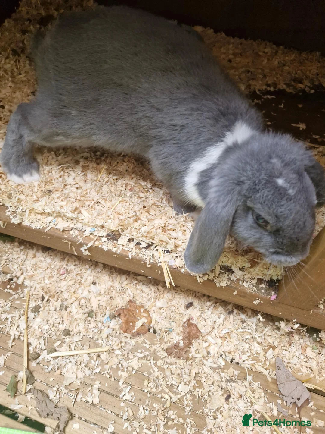 English Lop rabbits for sale: Little lady looking for a loving home - Advert 3