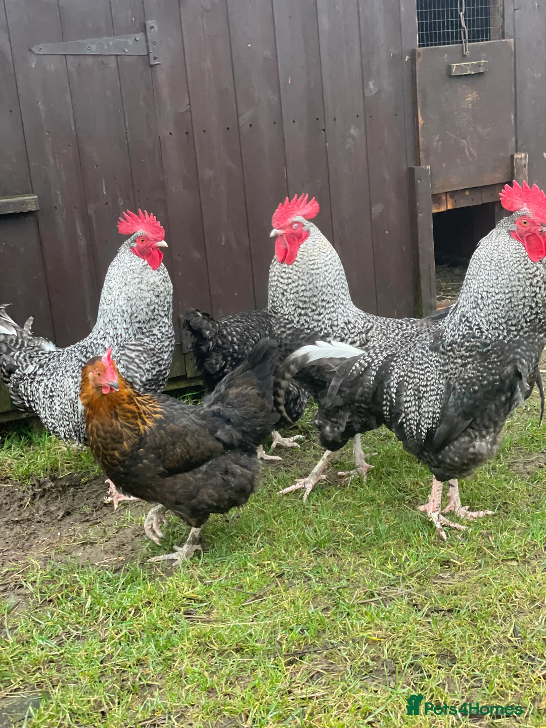 Chickens poultry for sale: Gorgeous cockerel ready for his own flock in Presteigne - Advert 2