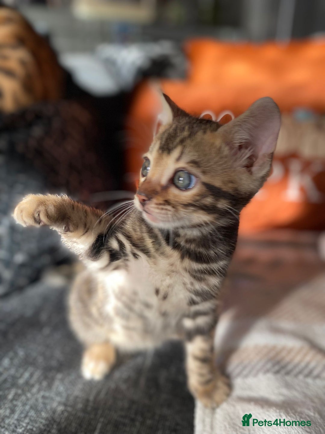 Bengal cats for sale: Bengal4U - Advert 12