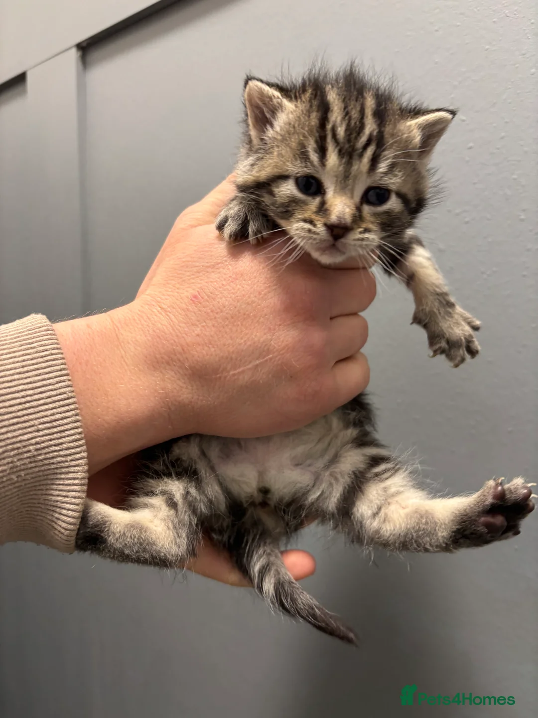 Mixed Breed cats for sale: Cute kittens ready next week! - Advert 1