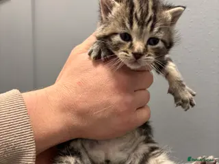 Mixed Breed cats Cute kittens ready next week! - Advert 6