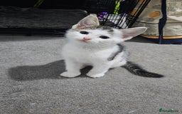 Domestic Shorthair cats for sale: Beautiful Kittens ready now in Chelmsford - Image 19