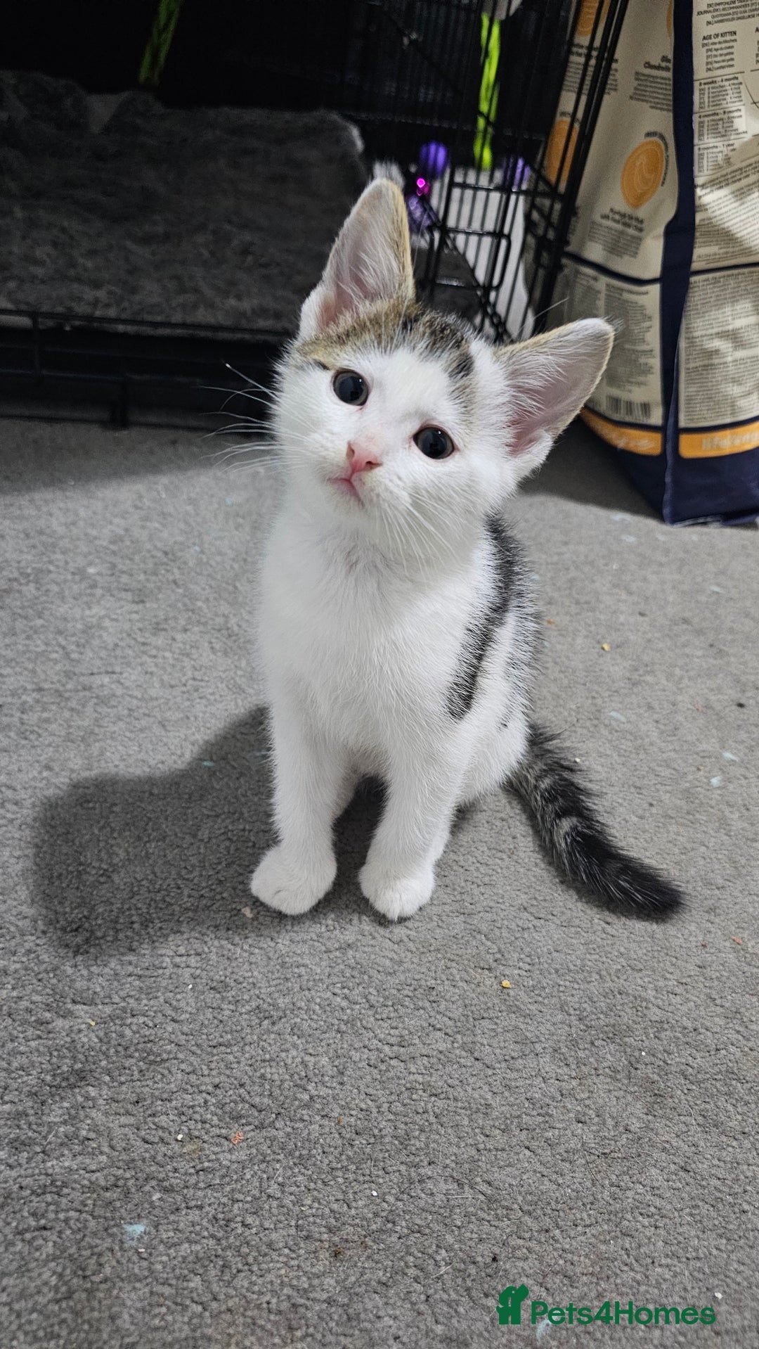Domestic Shorthair cats for sale: Beautiful Kittens ready now in Chelmsford - Image 19