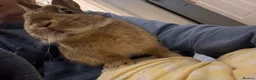 Netherland Dwarf rabbits for sale: Netherland boy rabbit for sale - Advert 9