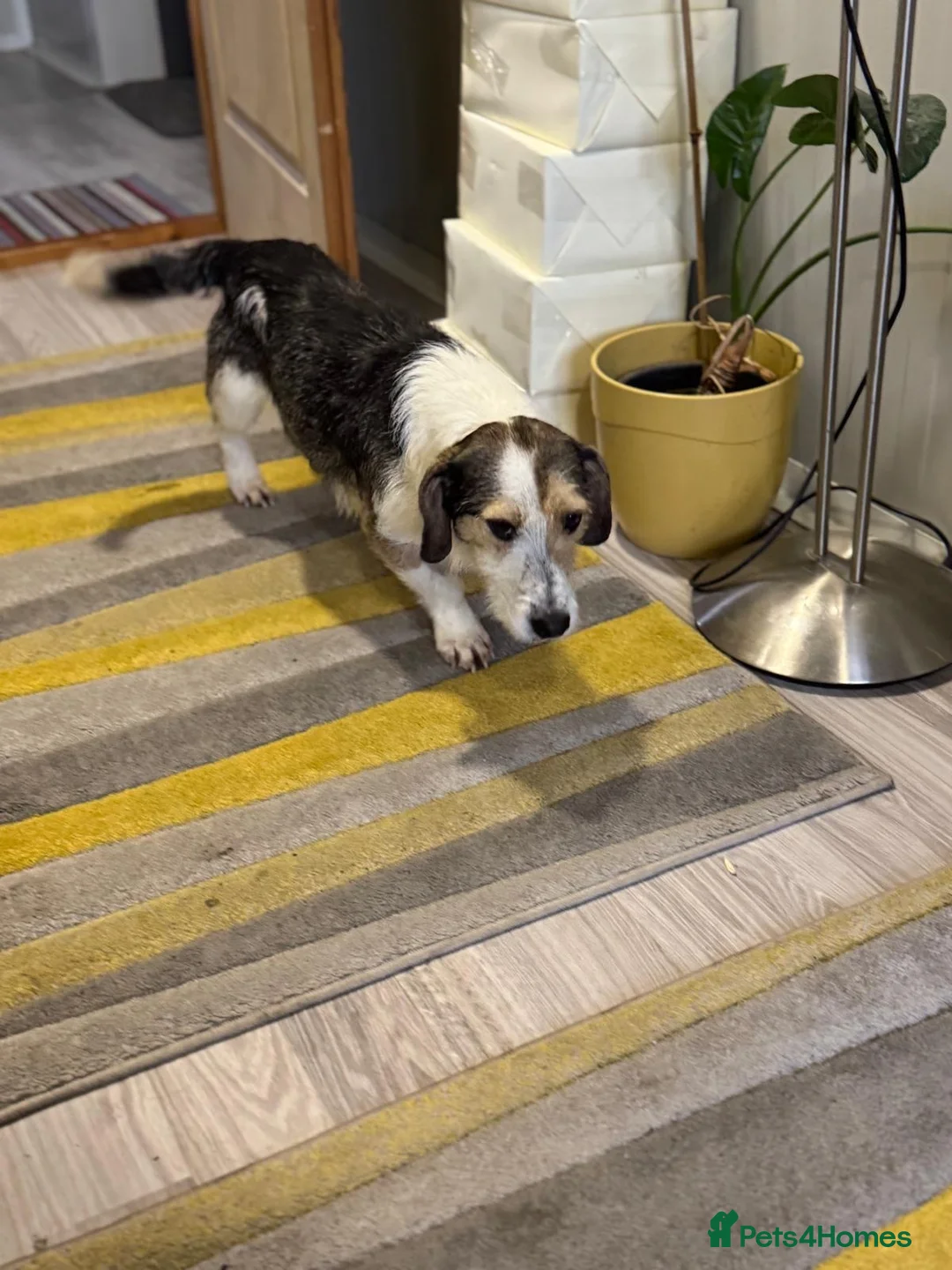 Mixed Breed dogs for adoption: Sweet Rami is looking for LOVE - Advert 29