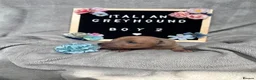Italian Greyhound dogs for sale: Outstanding Italian Greyhound Puppies - Advert 8