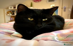 British Shorthair cats for sale: Affectionate and playful cat - Image 1