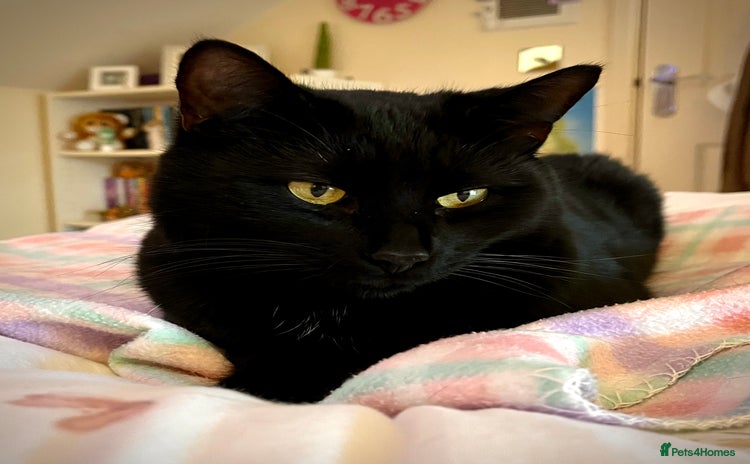 British Shorthair cats - Advert 6