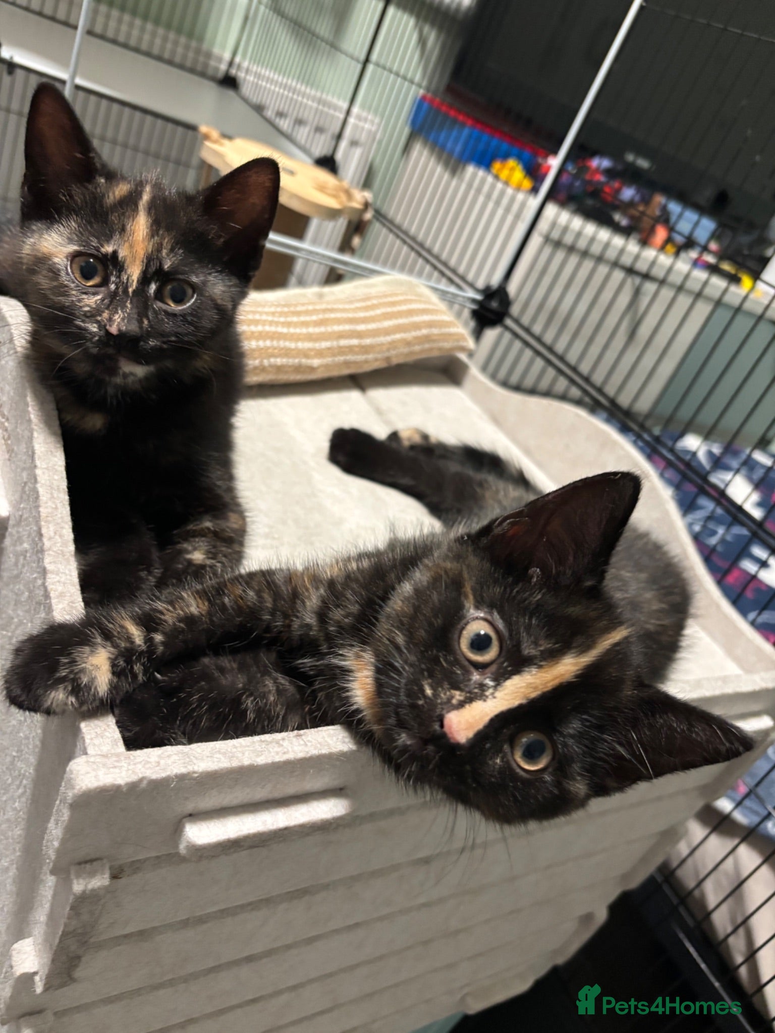 Mixed Breed cats Kittens  - Advert 2