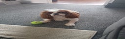 Cavalier King Charles Spaniel dogs for stud: KC Reg Cavalier King Charles Spaniel for Stud in Eastbourne - Advert 12