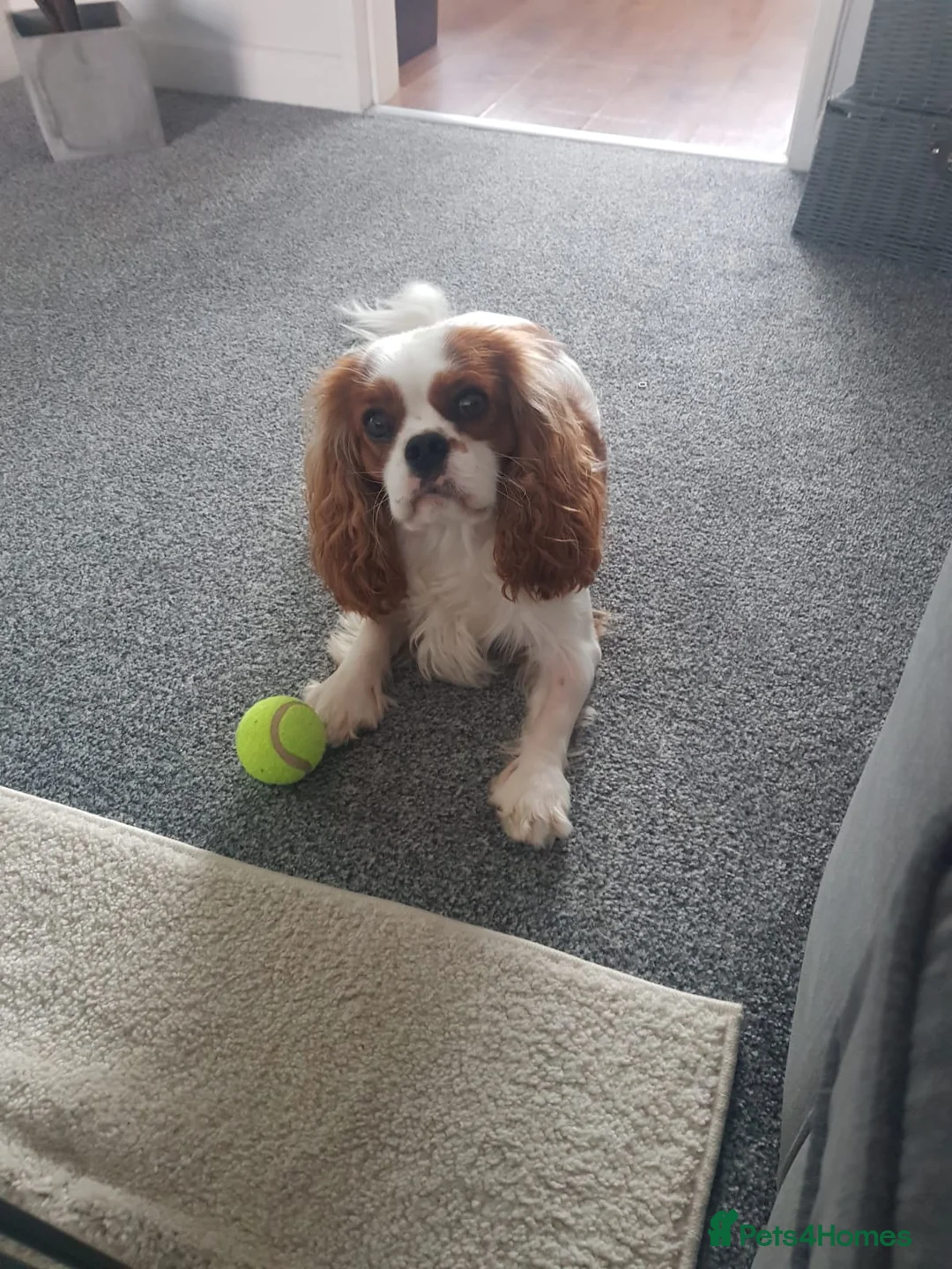 Cavalier King Charles Spaniel dogs for stud: KC Reg Cavalier King Charles Spaniel for Stud in Eastbourne - Advert 12