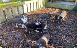 Border Collie dogs for sale: Border Collie Puppies For Sale - Advert 4