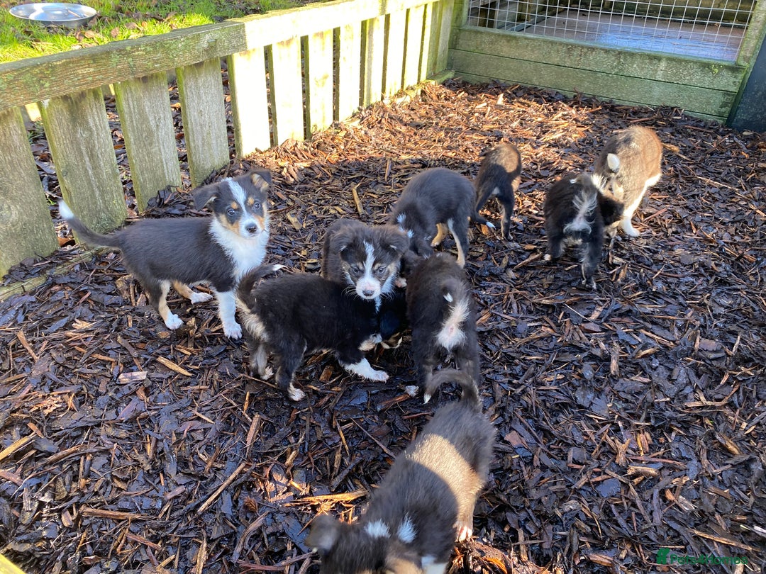 Border Collie dogs for sale: Border Collie Puppies For Sale - Advert 4